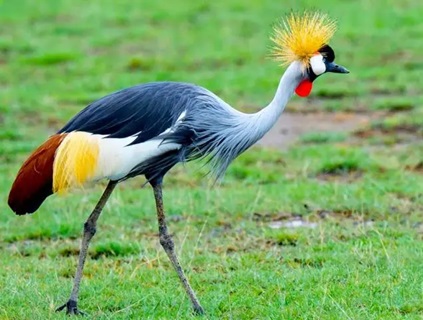 Uganda Crane